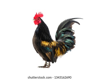 Dwarf Cockerel Isolated On White Background Stock Photo 1671957454 ...