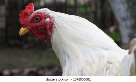 Rooster At Bronte Creek Provincial Park 