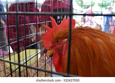 Rooster in cage