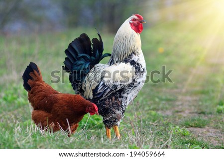Rooster and chicken grazing on the grass with sunlight 