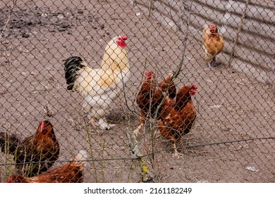 4,301 Chicken behind Images, Stock Photos & Vectors | Shutterstock