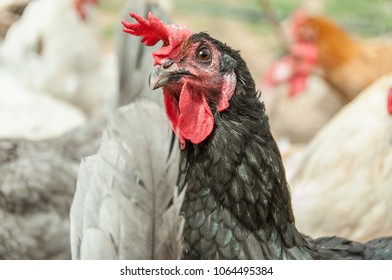 Rooster and chickens in farm - Shutterstock ID 1064495384