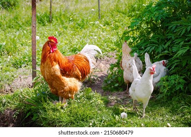 Rooster and chickens in the farm yard. Red rooster flapping his wings. Adult rooster spread wings. Poultry farming. Farm poultry  