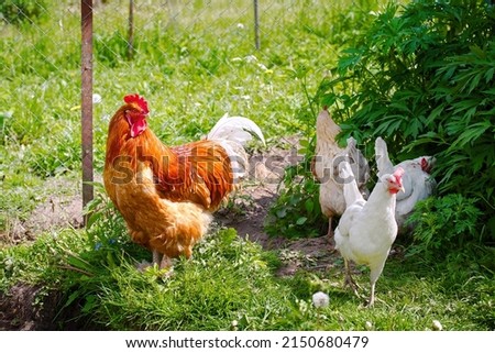 Rooster and chickens in the farm yard. Red rooster flapping his wings. Adult rooster spread wings. Poultry farming. Farm poultry  
