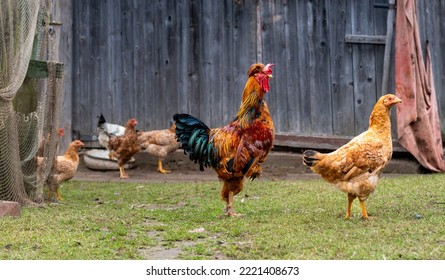 Rooster And Chickens. Rooster And Free Range Hens