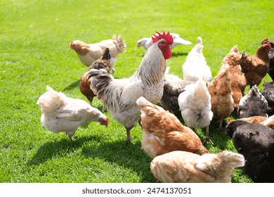 Rooster and chickens walk on an agricultural farm. Free-range chickens in a farmyard. - Powered by Shutterstock