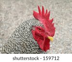 Rooster close up
