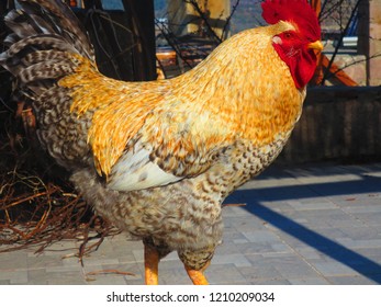 Rooster close up