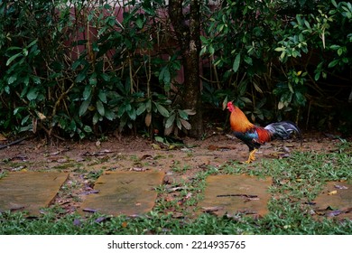 Rooster Cock Bird In A Farmyard.