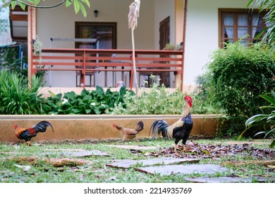 Rooster Cock Bird In A Farmyard.