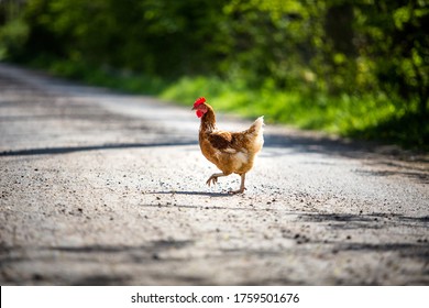 Chicken Crossing Road Images Stock Photos Vectors Shutterstock