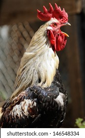 Rooster Crowing 
