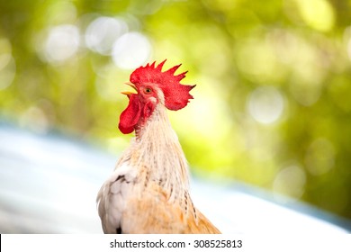  Rooster Crowing