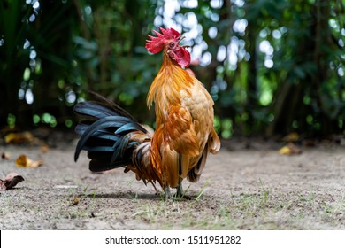 Featured image of post Pictures Of Roosters Crowing / Its actually true that roosters like to elevate themselves.