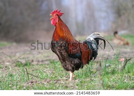 A rooster crows in the garden. Red rooster close up.