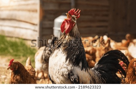 Rooster crows in a group of chickens at a hen house. Hens in bio farm. Chicken in hen house. Chickens in farm at sunny day