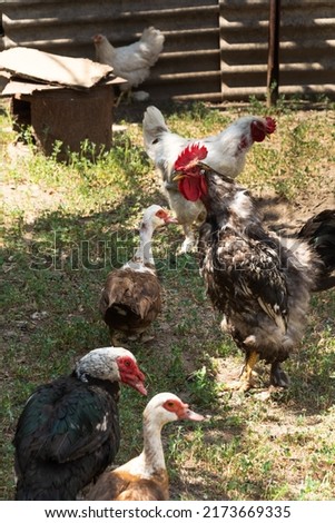 The rooster crows. Indo duck walks nearby. Free range poultry