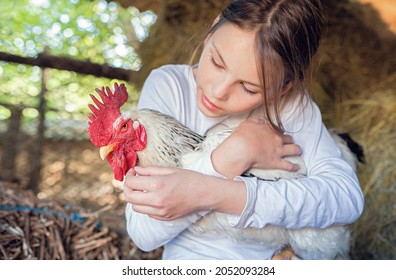  Rooster crows. Little girl farmer hold her domestic cock.  Lover animals and nature, agriculture, authenticity. Domestic life and animals. Child with poultry. 