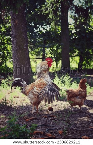 Rooster dancing in front of hen