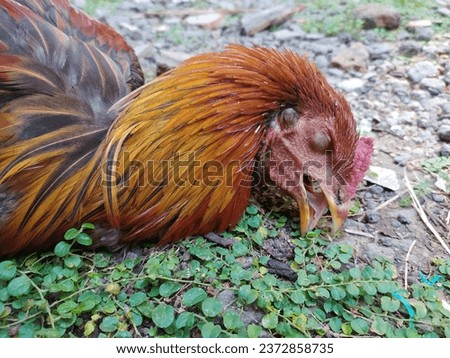 A rooster dying due to disease.
