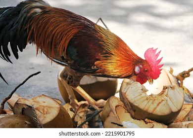 4 572件の Cock Shell の画像 写真素材 ベクター画像 Shutterstock