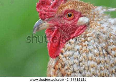 Rooster Face Cluck Cluck Cluck