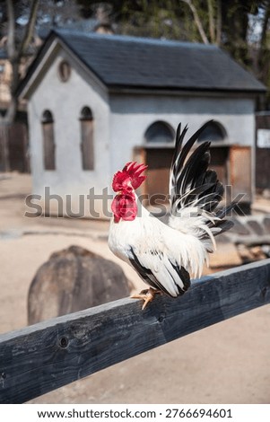 a rooster in the farm	
