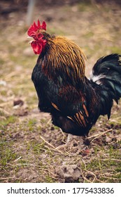 Rooster In A Farm Animal Sanctuary In England