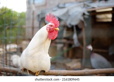 Rooster Is In The Farm Chicken Coop. Floor Cage Free Chickens Is Trend Of Modern Poultry Farming. Small Local Business.