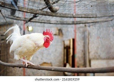 Rooster Is In The Farm Chicken Coop. Floor Cage Free Chickens Is Trend Of Modern Poultry Farming. Small Local Business.