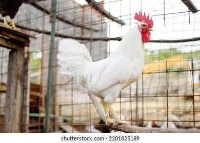 Rooster Is In The Farm Chicken Coop. Floor Cage Free Chickens Is Trend Of Modern Poultry Farming. Small Local Business.