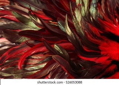 Rooster Feathers. Carnival.