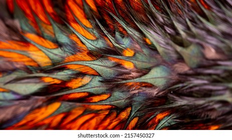 150,091 Rooster feather Images, Stock Photos & Vectors | Shutterstock