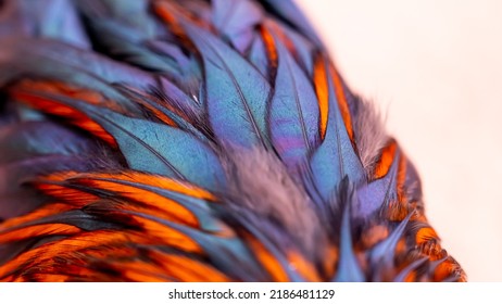 1,563 Rooster Flames Images, Stock Photos & Vectors 