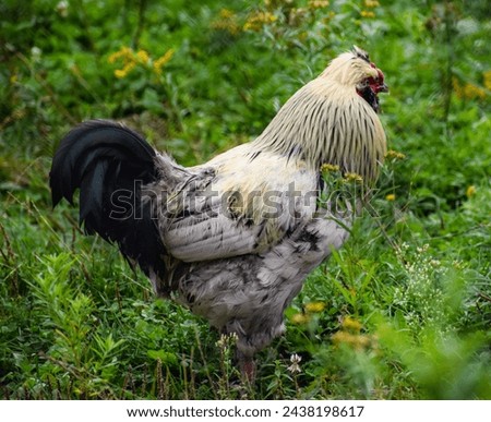 A rooster in a field