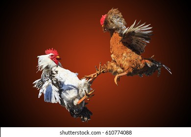 Rooster Fight Isolated On Black And Red As A Symbol The Conflict