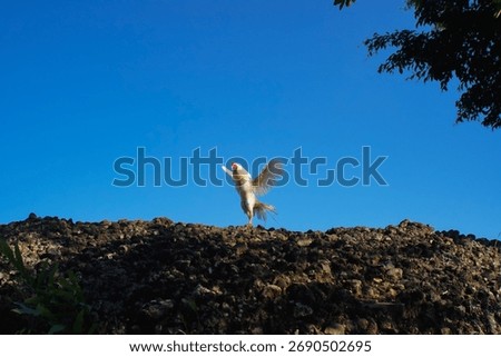 A rooster flapping its wings on a large rock
