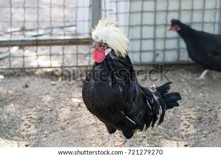 Bigblack tuppar