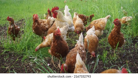 A rooster with free range chickens in the meadow on a farm