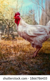 A rooster in the grapevine