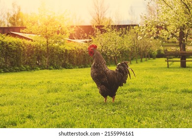 Rooster grazing in spring garden.Trees in bloom in background. High quality photo