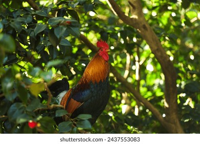 Rooster in a green tree. Photo with a rooster while crowing in the morning. Farm bird animals photography.