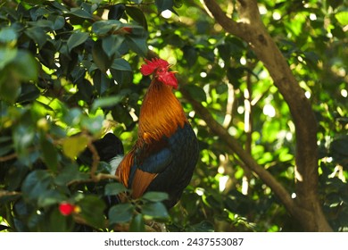 Rooster in a green tree. Photo with a rooster while crowing in the morning. Farm bird animals photography.
