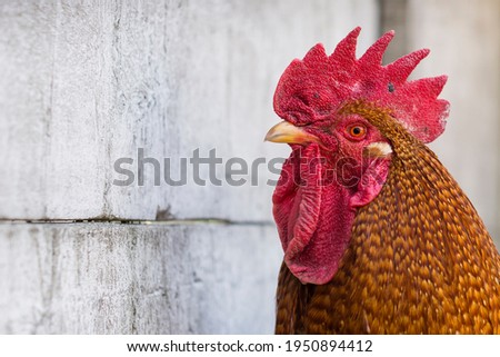 Rooster head close up with copy space 
