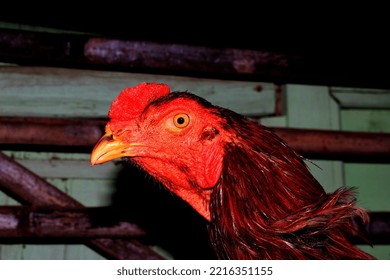 Rooster Head On Bamboo Coop Background