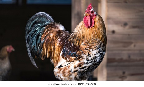 Rooster with a hen and a barn in the background