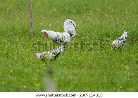 Rooster, hen, and chicken on a green meadow