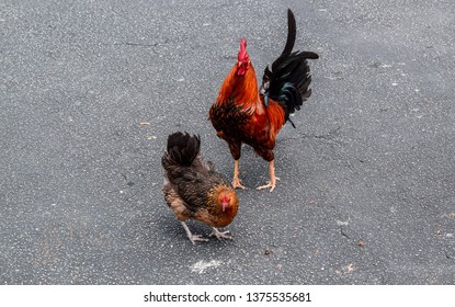 A Rooster And Hen (Gallus Gallus Domesticus) Looking For Food At Hell On Grand Cayman Island.