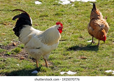 Hens Rooster 图片 库存照片和矢量图 Shutterstock