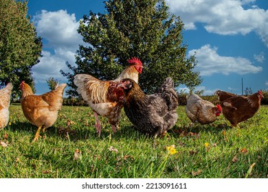 Rooster And Hen Watch Over Flock Together